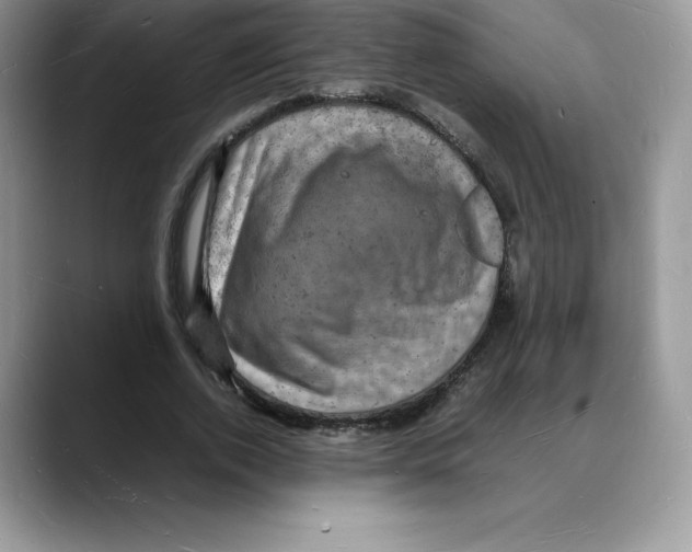 X0000088030728200706081501