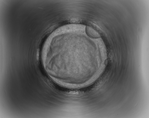 X0000088030744200706081501