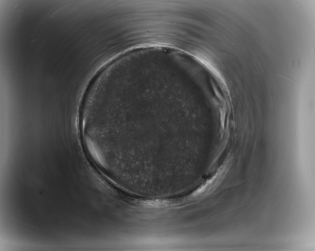 X0000088030797200706081500