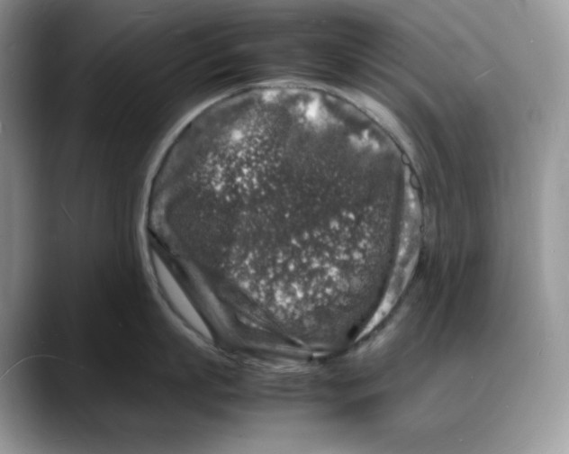 X0000088030863200706081500