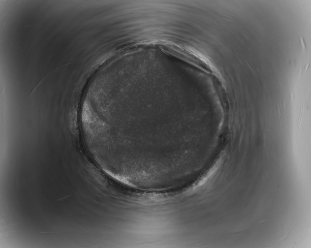 X0000088030881200706081459