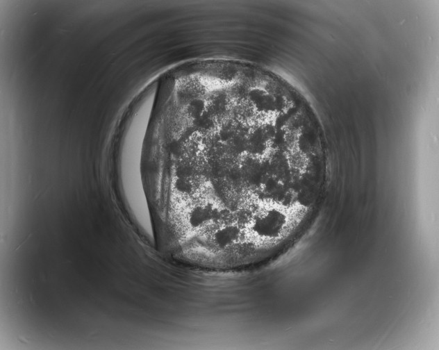X0000088030925200706081458