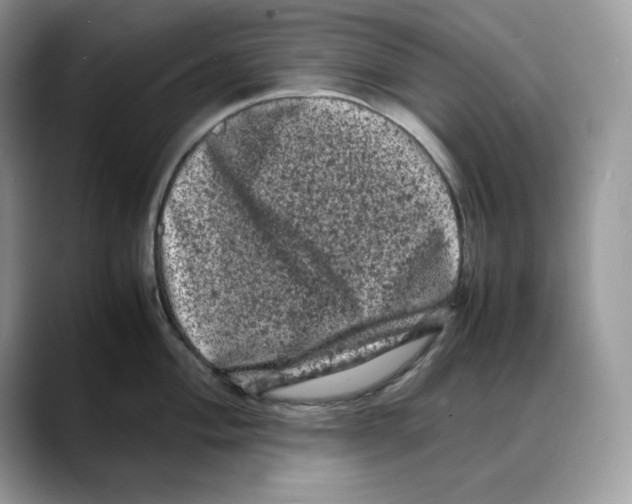 X0000088031004200706081457