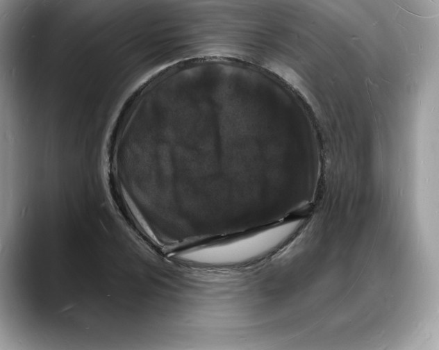 X0000088031024200706081457
