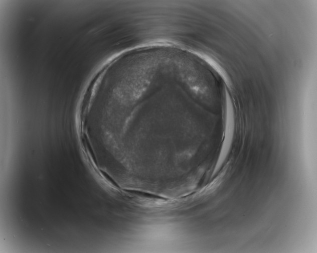 X0000088031054200706081457