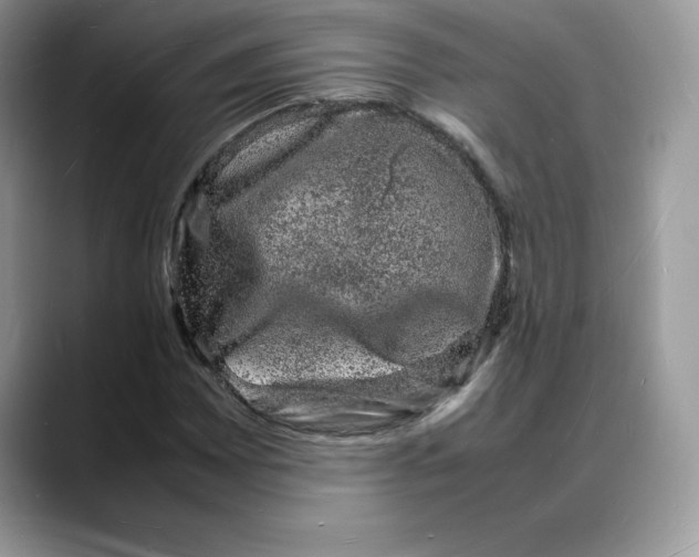 X0000088031065200706081457
