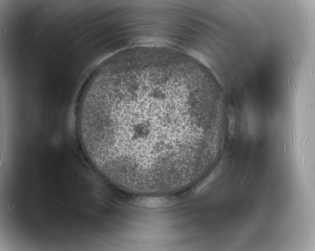X0000088031074200706081457