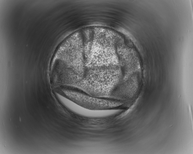 X0000088031129200706081456