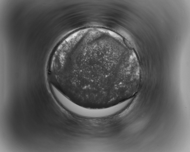 X0000088031141200706081456