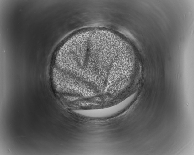 X0000088031216200706081455