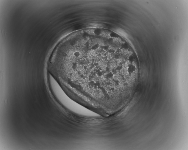 X0000088031235200706081455