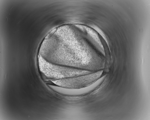 X0000088031293200706081454