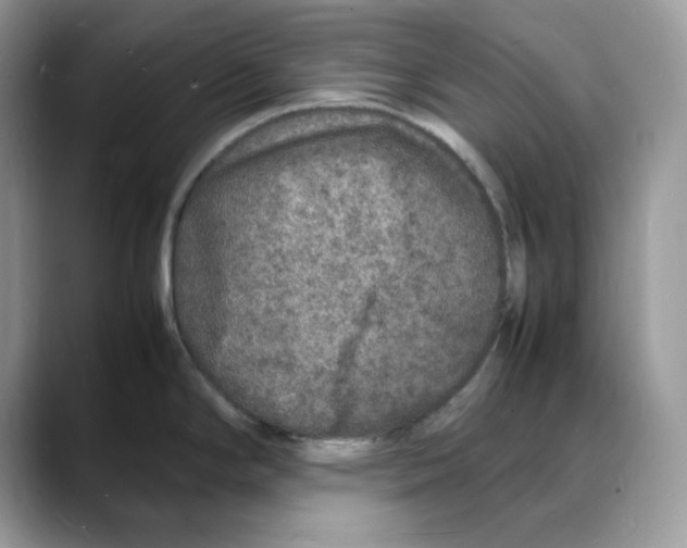 X0000088031294200706081454