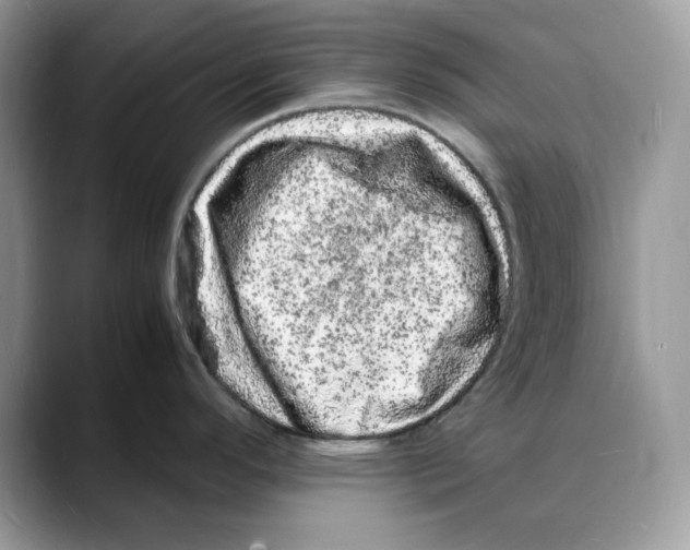 X0000088031296200706081454