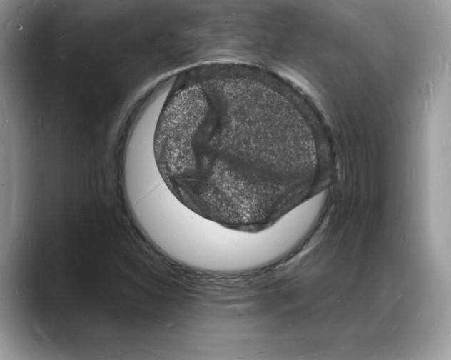 X0000088031310200706081453