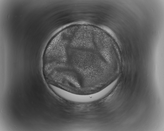 X0000088031335200706081454