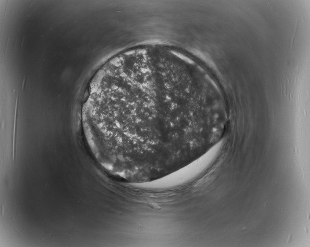 X0000088031367200706081453