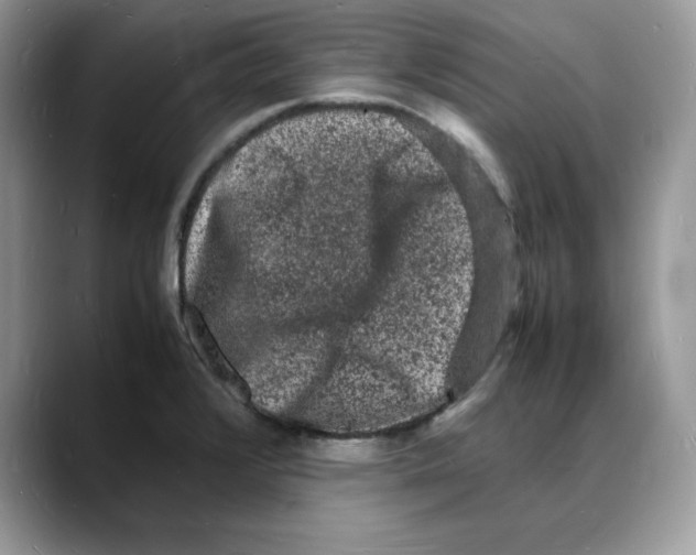 X0000088031376200706081453