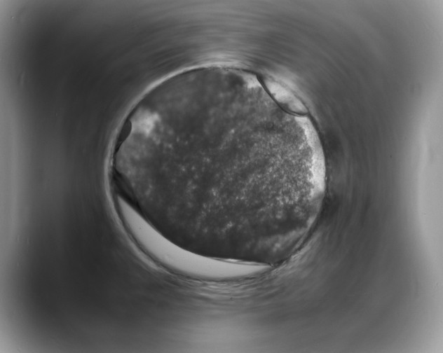 X0000088031383200706081453