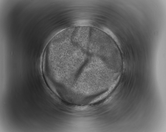 X0000088031386200706081453