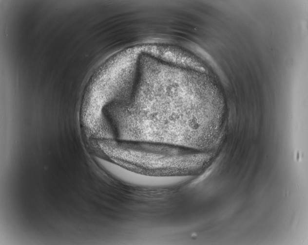 X0000088031417200706081452