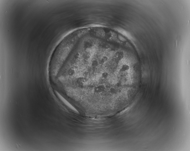 X0000088031423200706081452