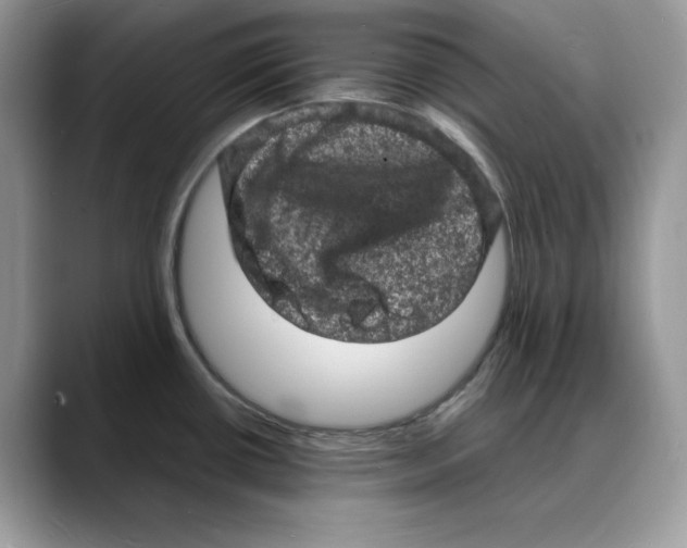 X0000088031434200706081452