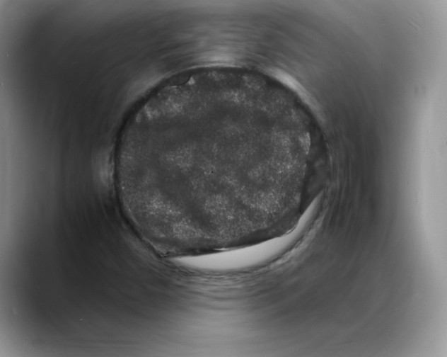 X0000088031450200706081452