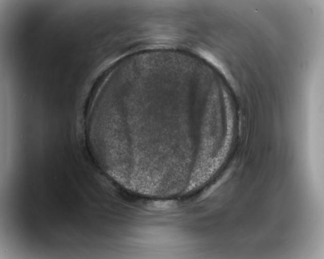 X0000088031453200706081452