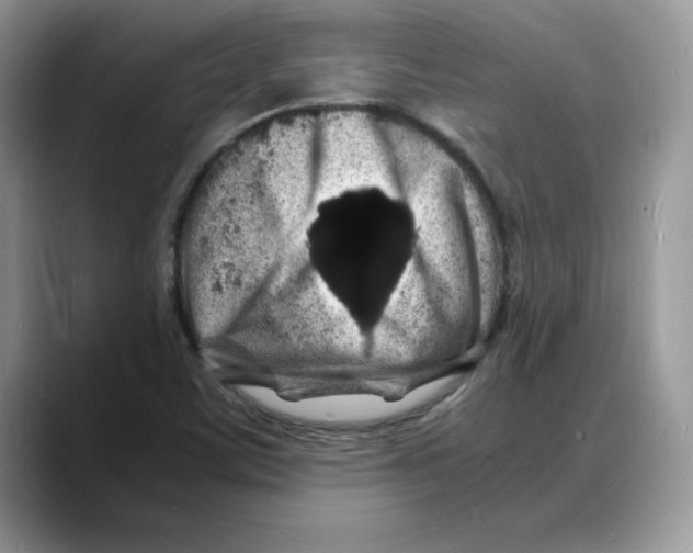 X0000088031459200706081452