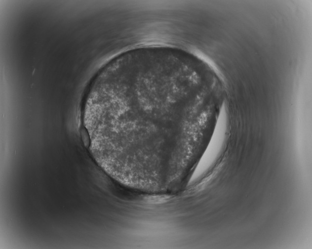 X0000088031461200706081452