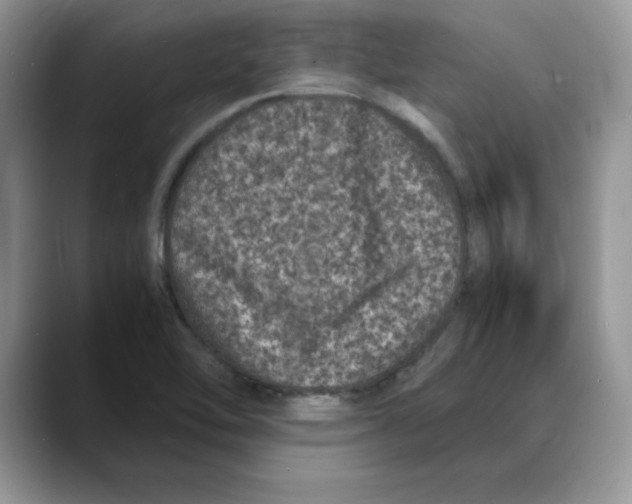 X0000088031462200706081452