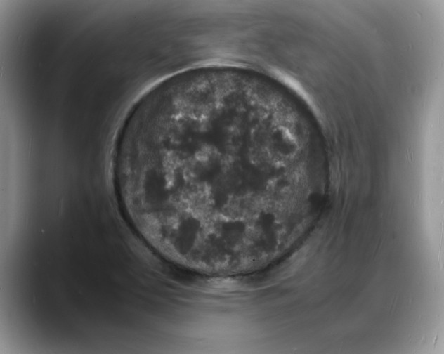 X0000088031463200706081452