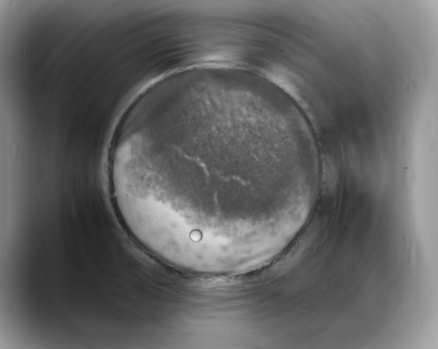 X0000088031474200706081451