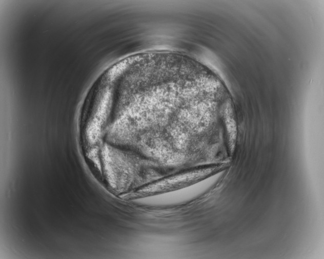 X0000088031483200706081451