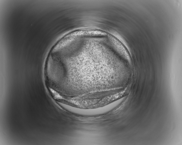 X0000088031485200706081451