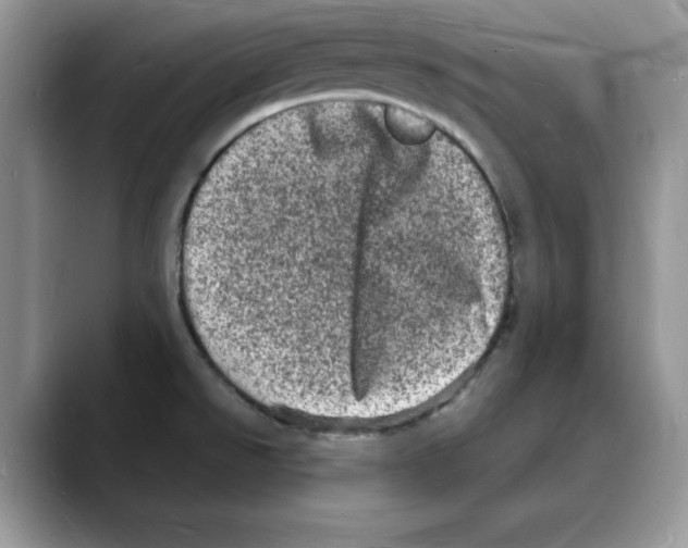 X0000088031526200706081451