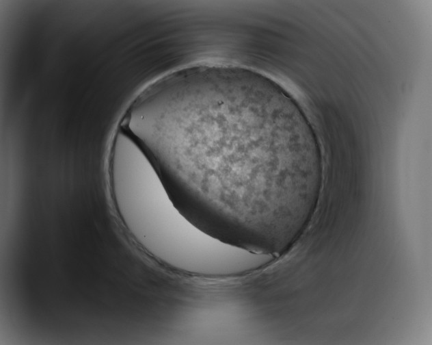 X0000088040864200705251300
