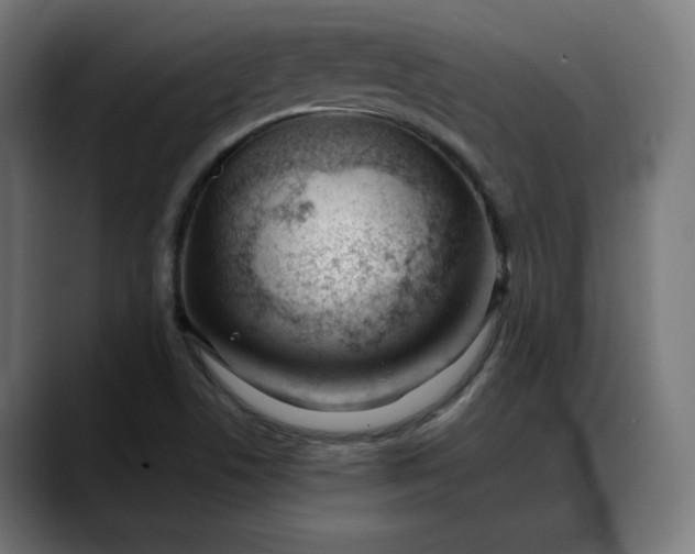 X0000088041506200705251251