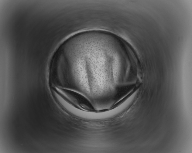 X0000088041508200705251251