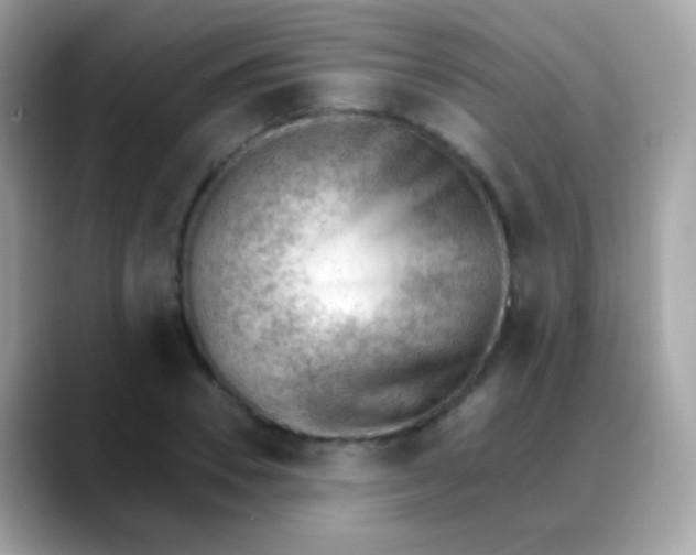 X0000088040930200706011321