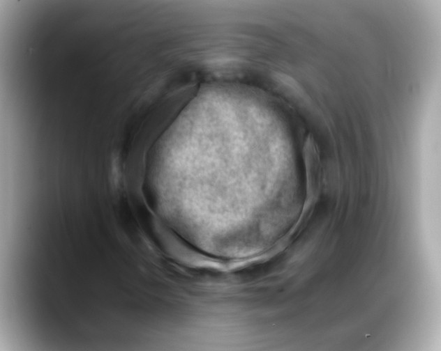 X0000088041298200706011316