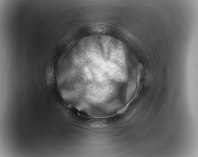 X0000088041394200706081600