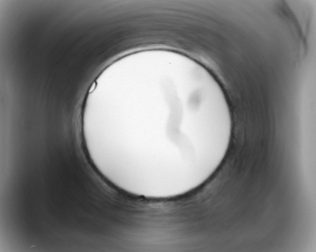 X0000088041516200706081559