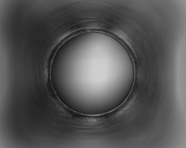 X0000088050829200705251320