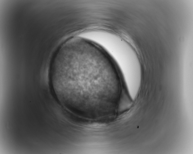 X0000088050387200706011346