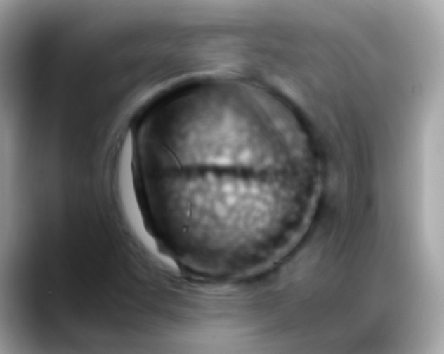 X0000088051455200706011333