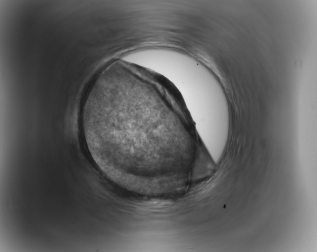 X0000088050387200706081634