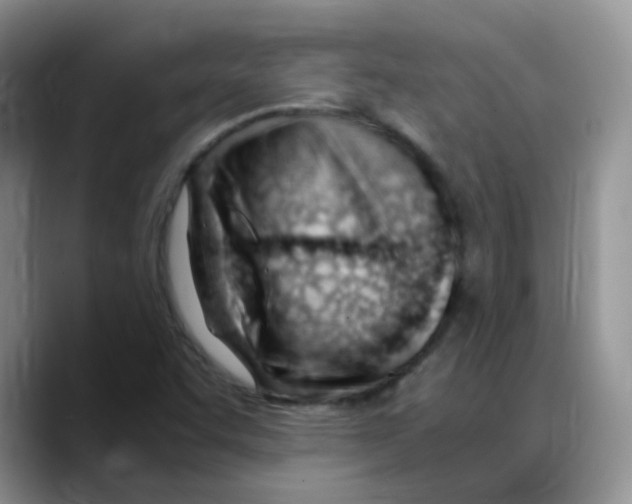 X0000088051455200706081620