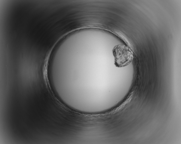X0000088060924200705110910